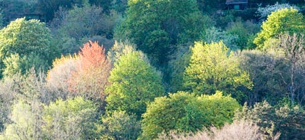 Der Odenwald im Frühling oberhalb des Heidelberger Stadtteils Neuenheim