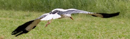 Storch im Flug