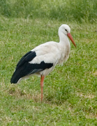 Storch