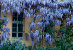 Blühende Wisteria an einer Villa im Heidelberger Stadtteil Neuenheim