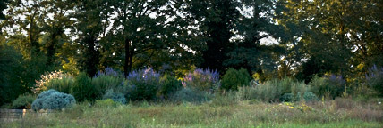 medizinischer Kräutergarten