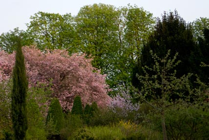 Garten der Moschee mit Kirschblüte