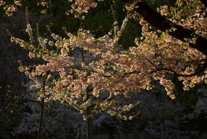 japanische Kirchblüte