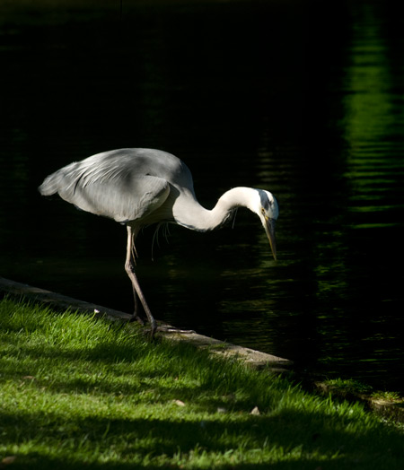 Fischreiher