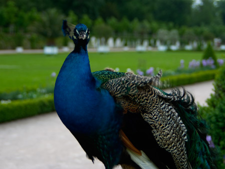 Pfau