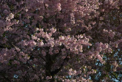 japanische Kirschblüte