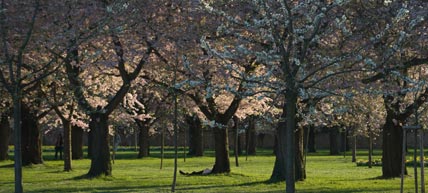 Japanese cherry blossoms