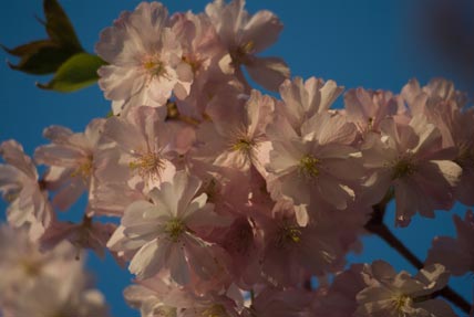 Japanese cherry blossoms