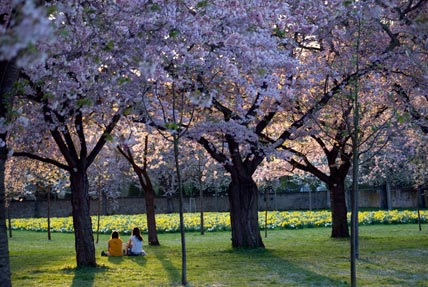 japanische Kirschblüte