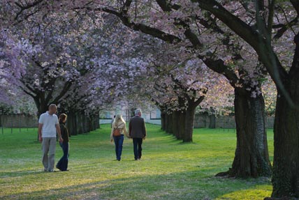 Japanese cherry blossoms