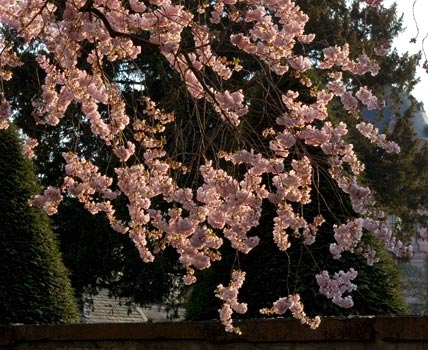 japanische Kirschblüte