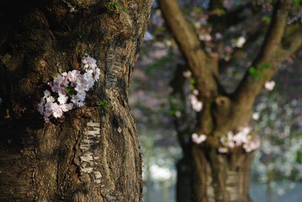 Japanese cherry blossoms