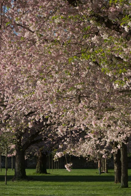 Japanese cherry blossoms