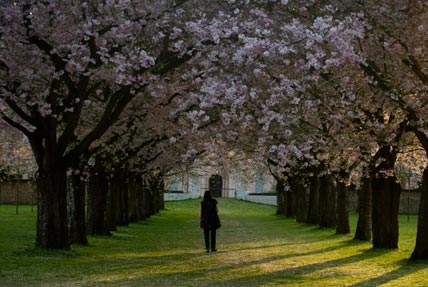 Die japanische Kirschblüte im Schwetzinger Schlosspark