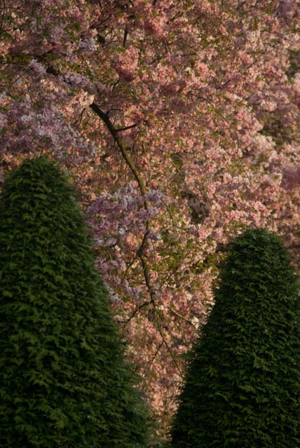 The Japanese cherry blossoms 