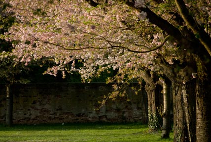 Japanese cherry blossoms