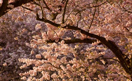 japanische Kirchbluete im Schlosspark zu Schwetzingen