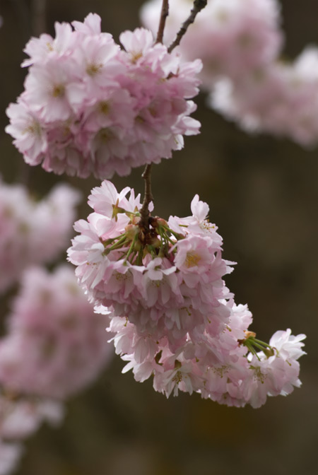 japanische Kirschblüten