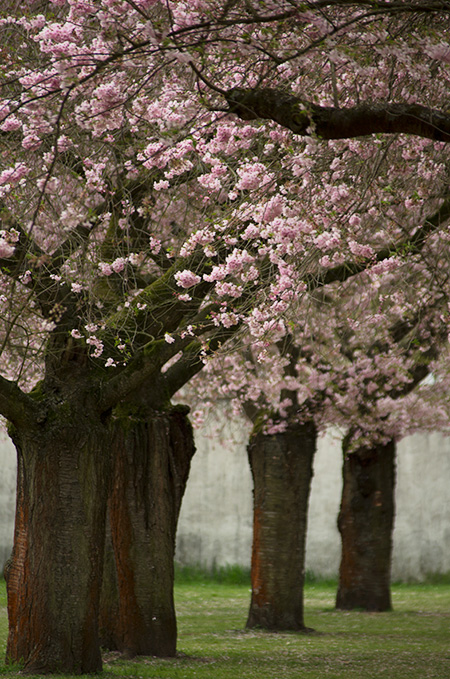 Japanese cherry blossoms