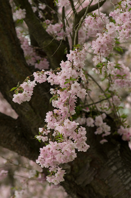 japanische Kirschblüte 