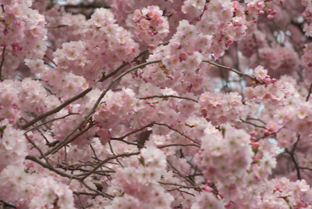 japanische Kirschblüte 