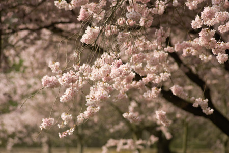 japanische Kirschblüte 