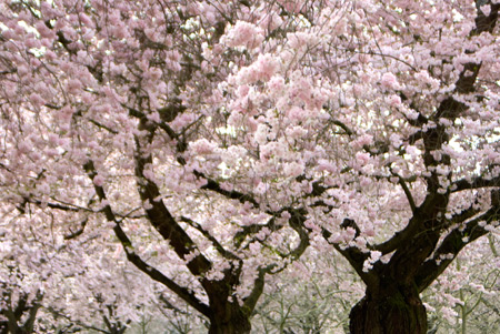 japanische Kirschblüte