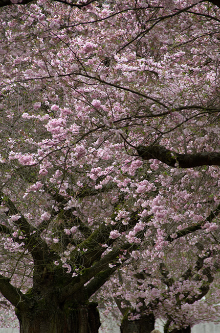 japanische Kirschblüte