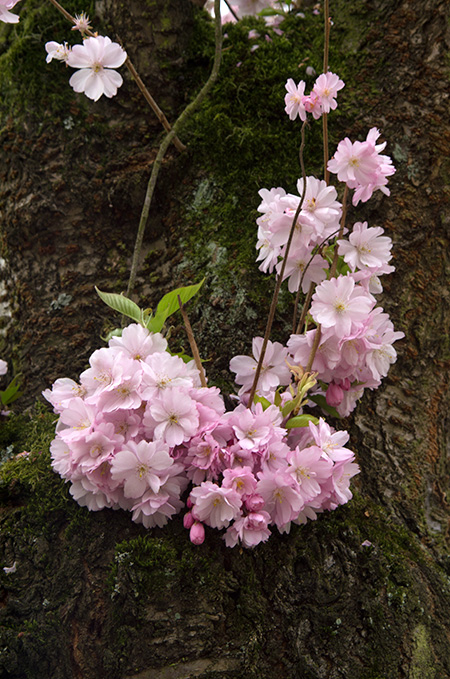 Japanese cherry blossoms