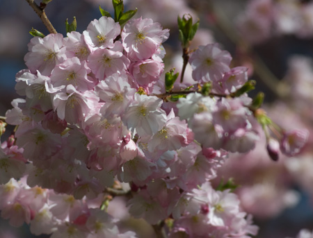 japanische Kirschblüten