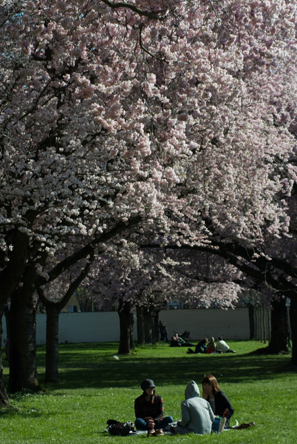 Japanese cherry blossoms