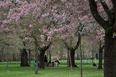 Japanese Cherry Blossoms