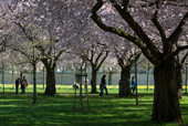 japanese cherry blossom